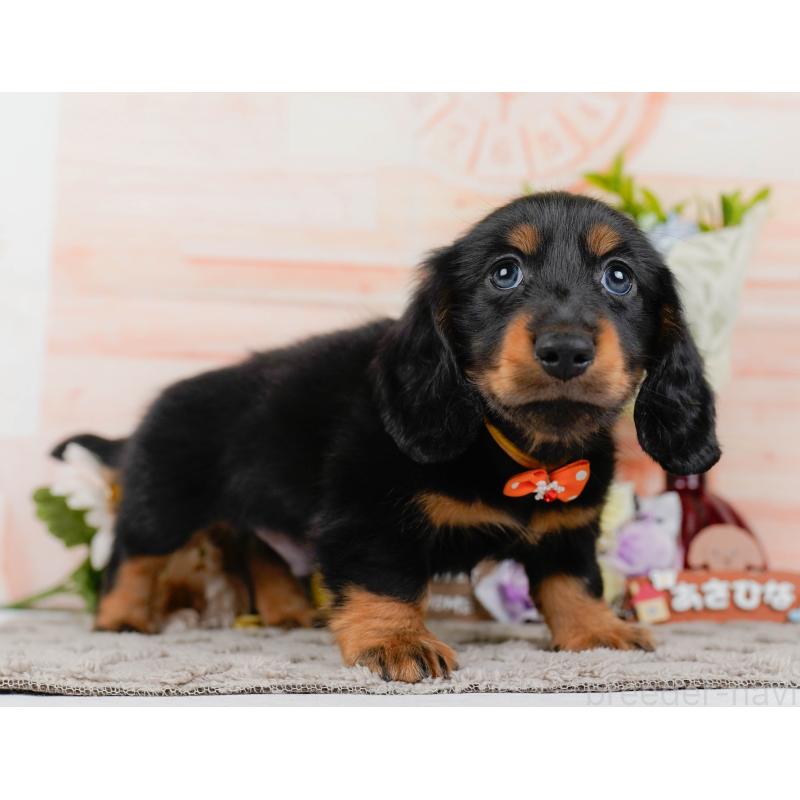 販売中の神奈川県のミニチュアダックスフンド(ロングヘアード)-436351の13枚目