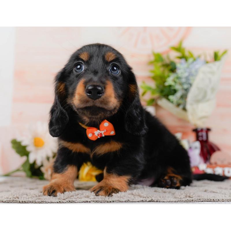 販売中の神奈川県のミニチュアダックスフンド(ロングヘアード)-436351の11枚目