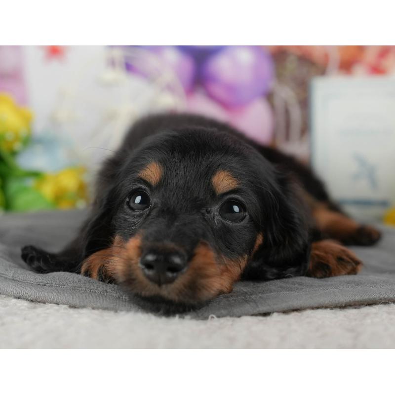 販売中の千葉県のカニンヘンダックスフンド(ロングヘアード)-436303