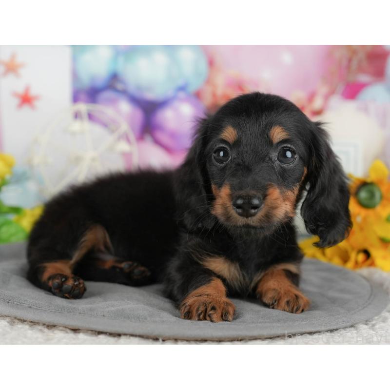 販売中の千葉県のカニンヘンダックスフンド(ロングヘアード)-436303の11枚目