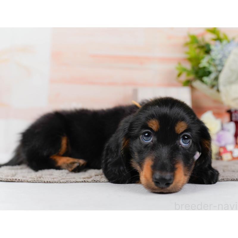 販売中の神奈川県のミニチュアダックスフンド(ロングヘアード)-436351の10枚目