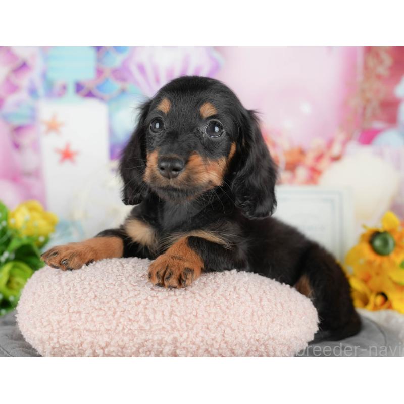 販売中の千葉県のカニンヘンダックスフンド(ロングヘアード)-436303の10枚目