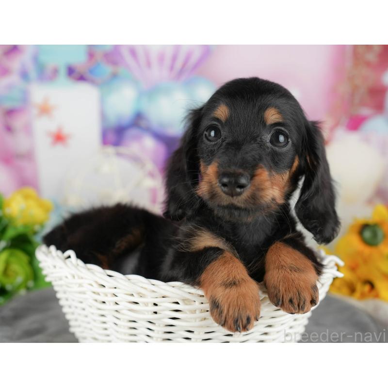 販売中の千葉県のカニンヘンダックスフンド(ロングヘアード)-436303の9枚目