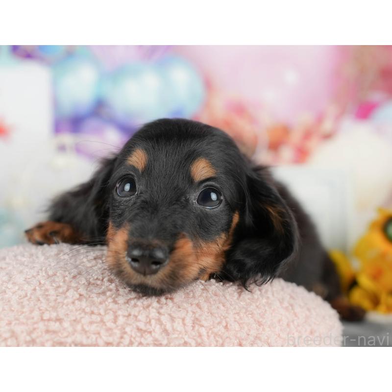 販売中の千葉県のカニンヘンダックスフンド(ロングヘアード)-436303の8枚目