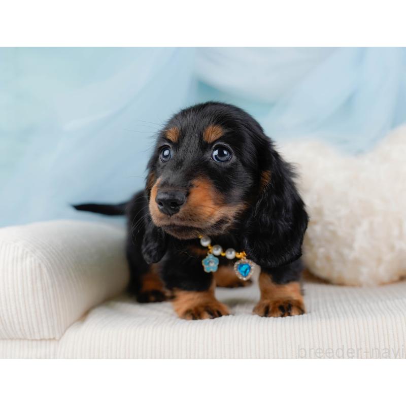 販売中の神奈川県のミニチュアダックスフンド(ロングヘアード)-436351の8枚目