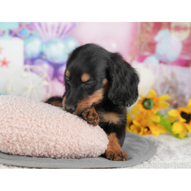 販売中の千葉県のカニンヘンダックスフンド(ロングヘアード)-436303の7枚目