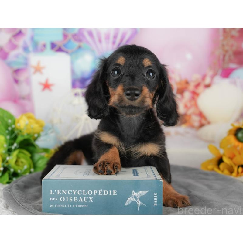 販売中の千葉県のカニンヘンダックスフンド(ロングヘアード)-436303の6枚目