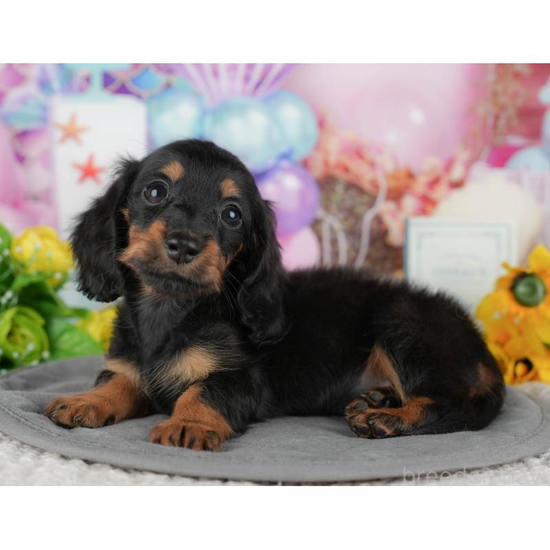 販売中の千葉県のカニンヘンダックスフンド(ロングヘアード)-436303の5枚目