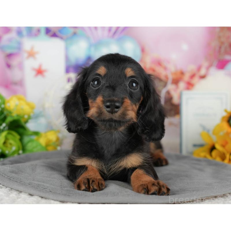 販売中の千葉県のカニンヘンダックスフンド(ロングヘアード)-436303の4枚目