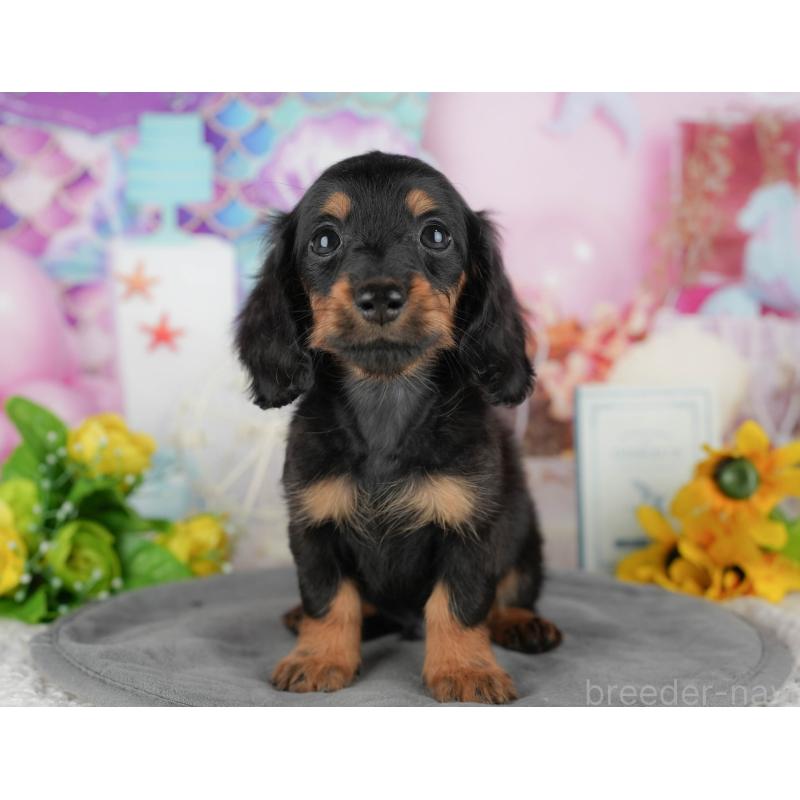 販売中の千葉県のカニンヘンダックスフンド(ロングヘアード)-436303の3枚目