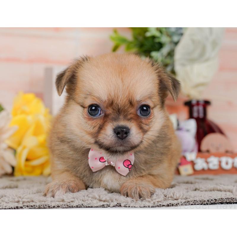 販売中の神奈川県のポメチワ:ポメラニアン×チワワ-436319の15枚目