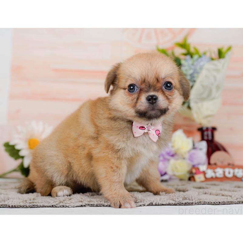 販売中の神奈川県のポメチワ:ポメラニアン×チワワ-436319の14枚目