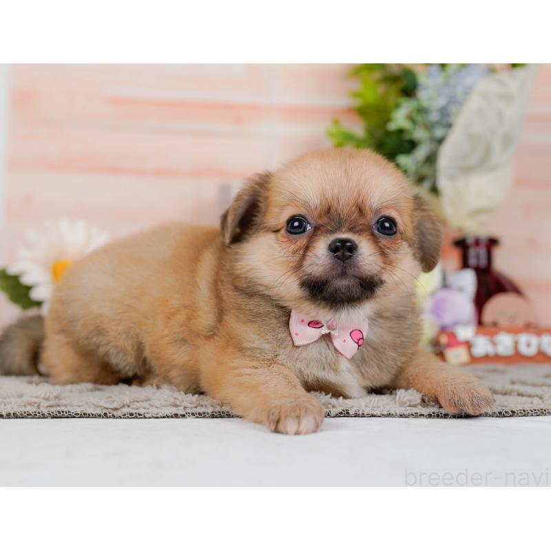 販売中の神奈川県のポメチワ:ポメラニアン×チワワ-436319の13枚目