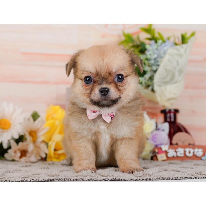 販売中の神奈川県のポメチワ:ポメラニアン×チワワ-436319の12枚目