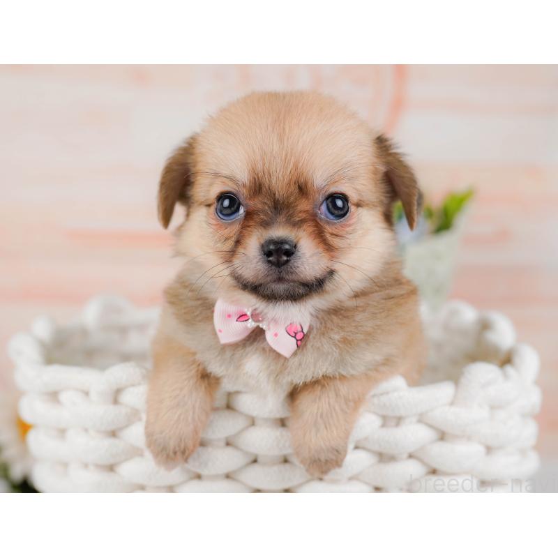 販売中の神奈川県のポメチワ:ポメラニアン×チワワ-436319の9枚目