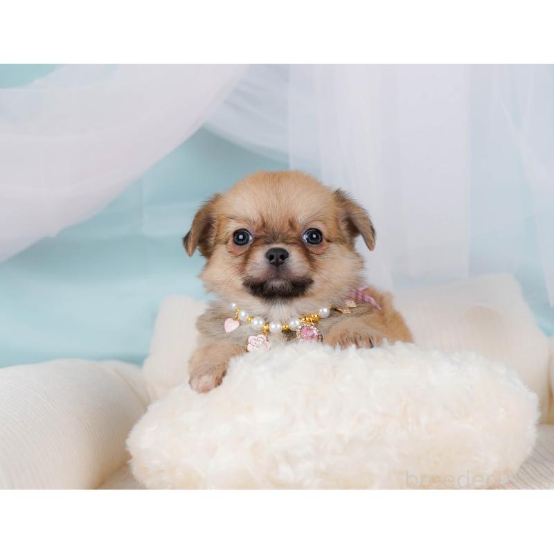 販売中の神奈川県のポメチワ:ポメラニアン×チワワ-436319の8枚目