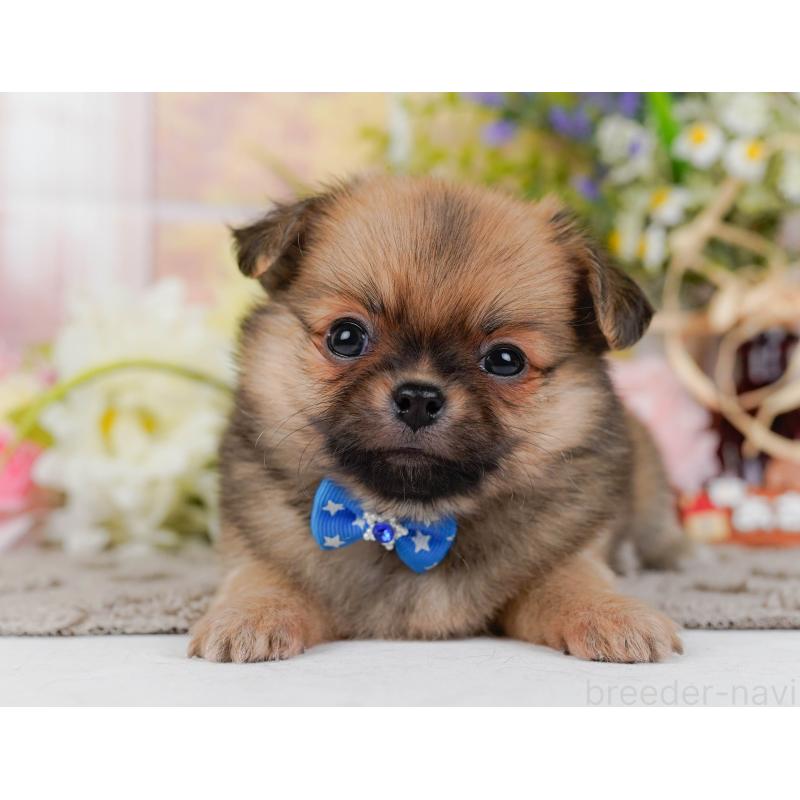 販売中の神奈川県のポメチワ:ポメラニアン×チワワ-436320の14枚目