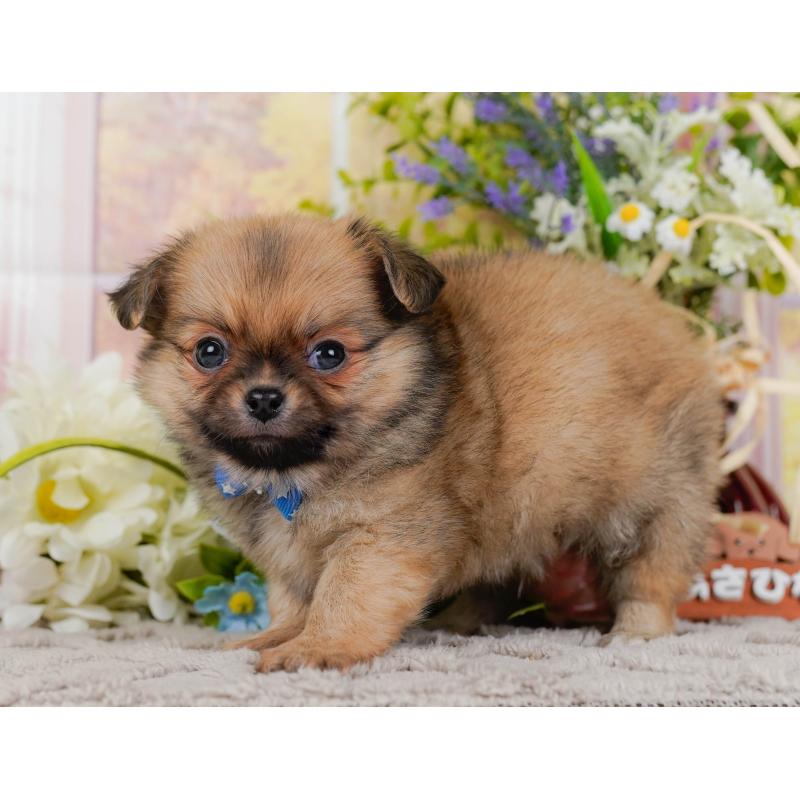 販売中の神奈川県のポメチワ:ポメラニアン×チワワ-436320の12枚目