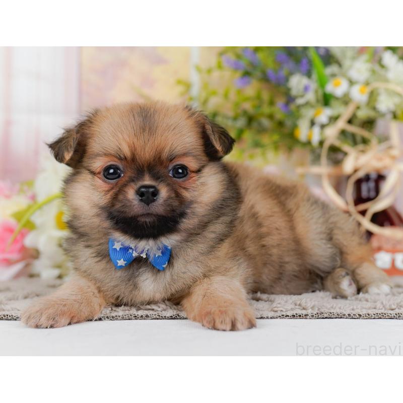 販売中の神奈川県のポメチワ:ポメラニアン×チワワ-436320の11枚目