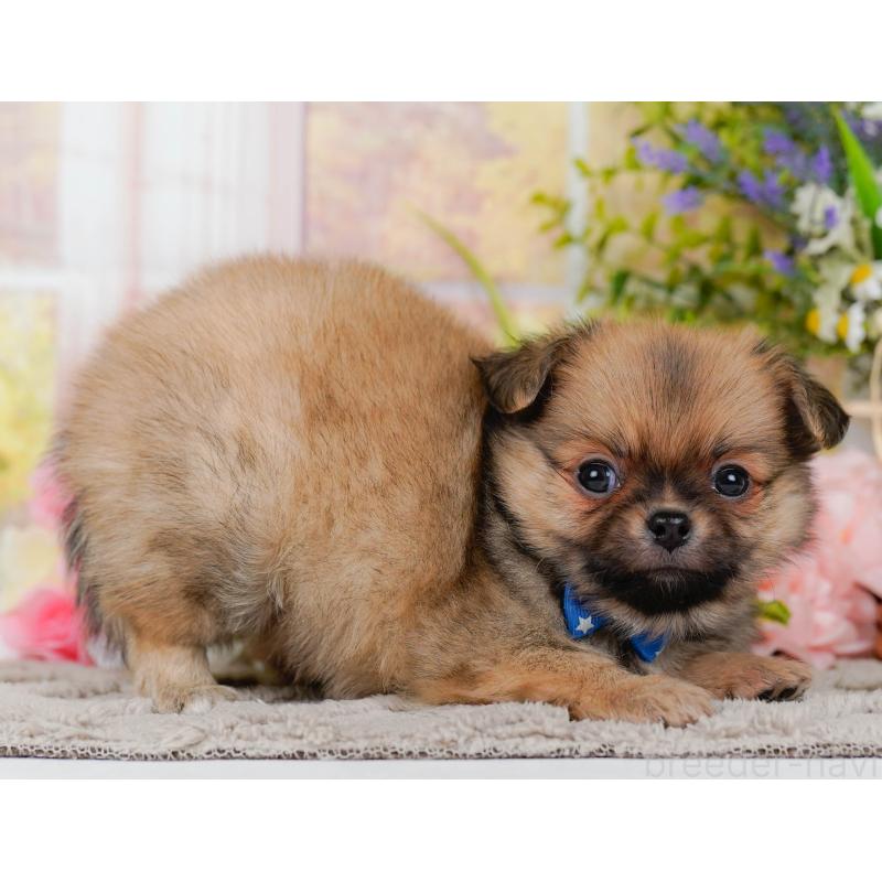 販売中の神奈川県のポメチワ:ポメラニアン×チワワ-436320の10枚目