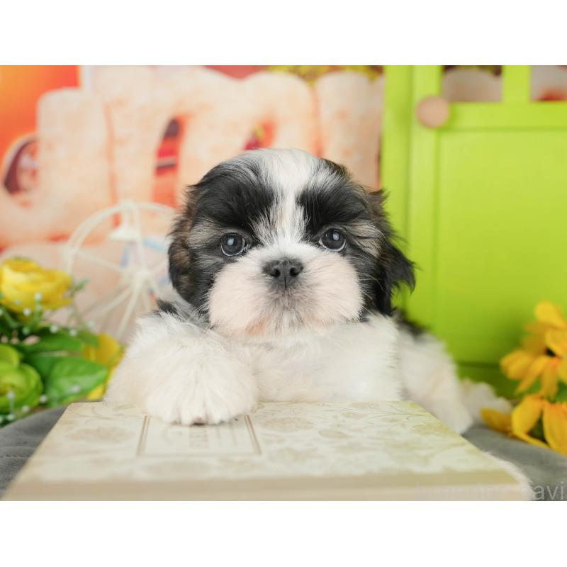 販売中の千葉県のシーズー-436302