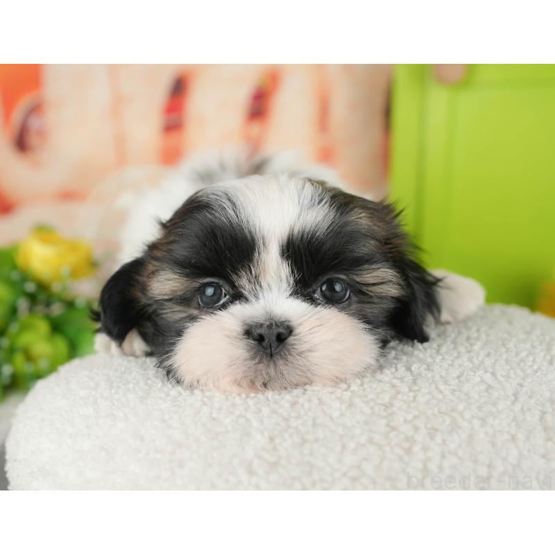 販売中の千葉県のシーズー-436302の11枚目