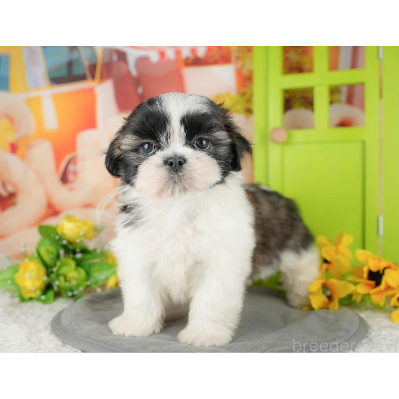 販売中の千葉県のシーズー-436302の10枚目