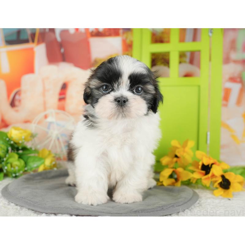 販売中の千葉県のシーズー-436302の9枚目