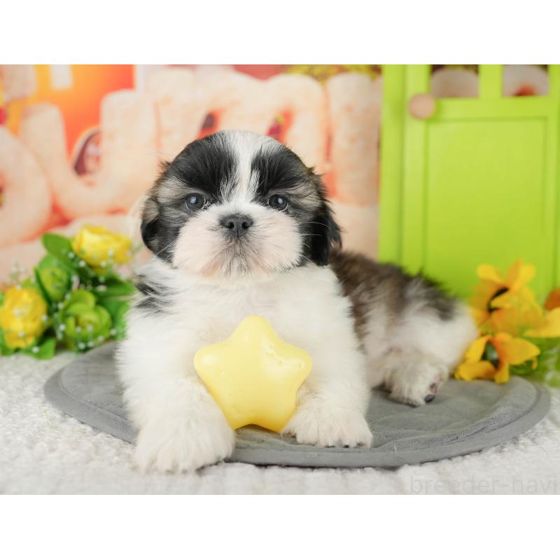 販売中の千葉県のシーズー-436302の8枚目