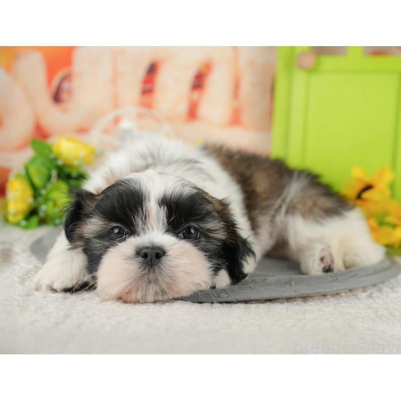 販売中の千葉県のシーズー-436302の7枚目