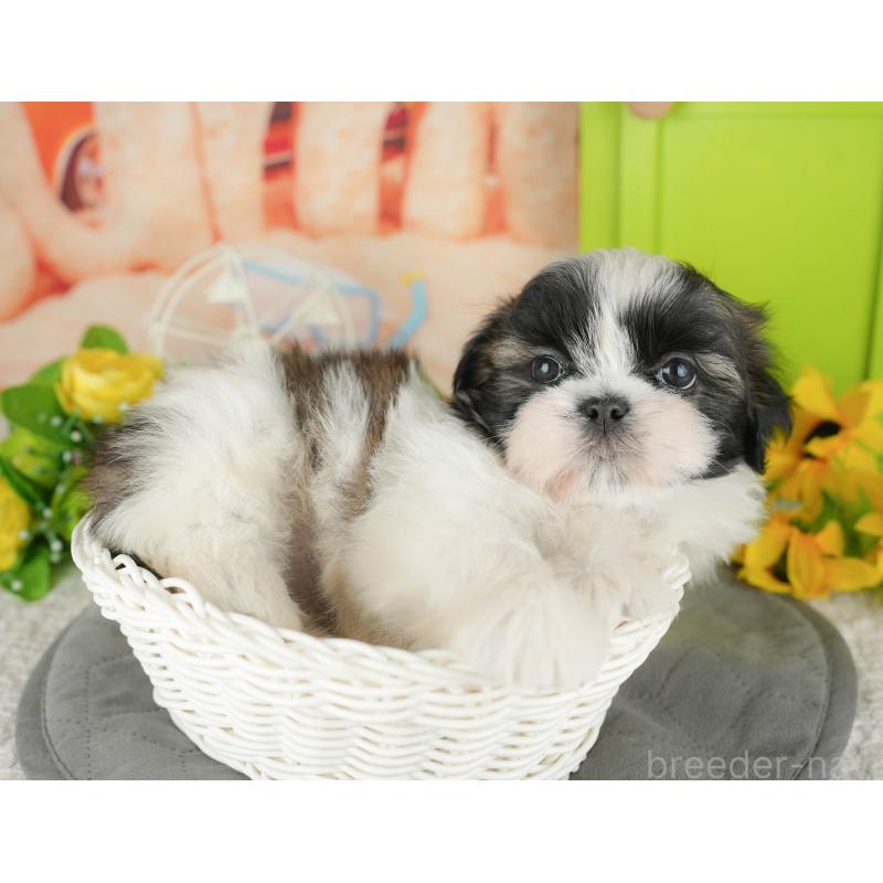 販売中の千葉県のシーズー-436302の6枚目