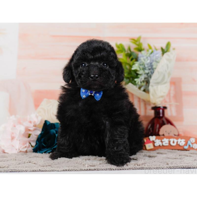 販売中の神奈川県のトイプードル-436315の15枚目