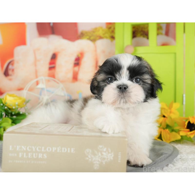 販売中の千葉県のシーズー-436302の5枚目