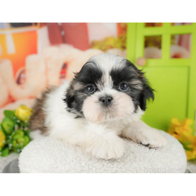 販売中の千葉県のシーズー-436302の4枚目