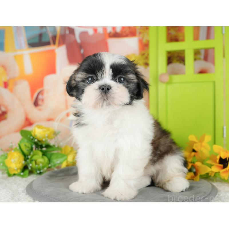 販売中の千葉県のシーズー-436302の3枚目