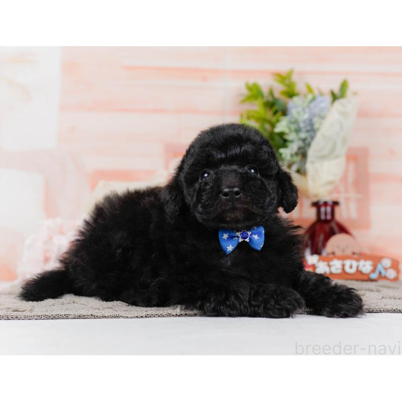 販売中の神奈川県のトイプードル-436315の13枚目