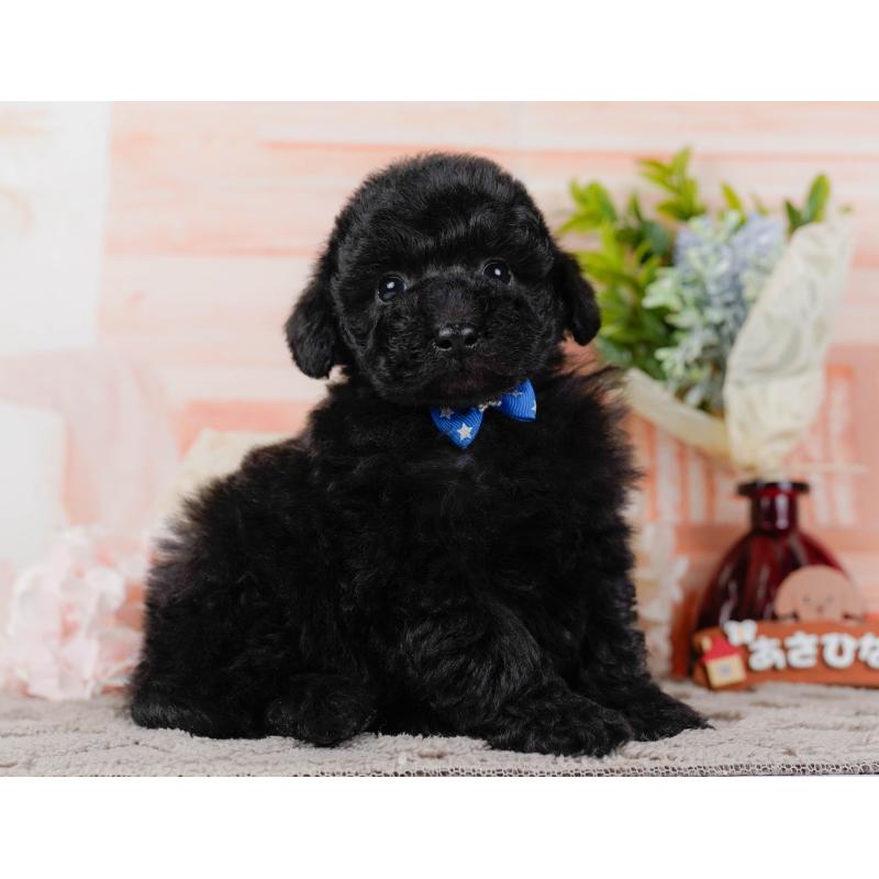 販売中の神奈川県のトイプードル-436315の11枚目