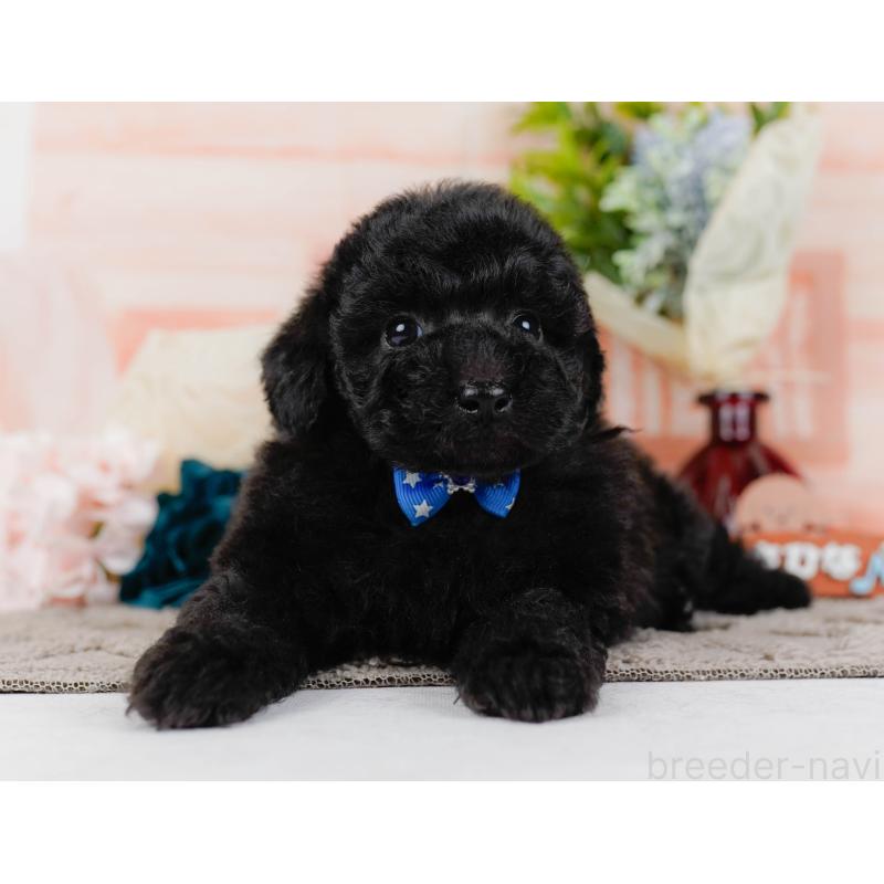 販売中の神奈川県のトイプードル-436315の10枚目