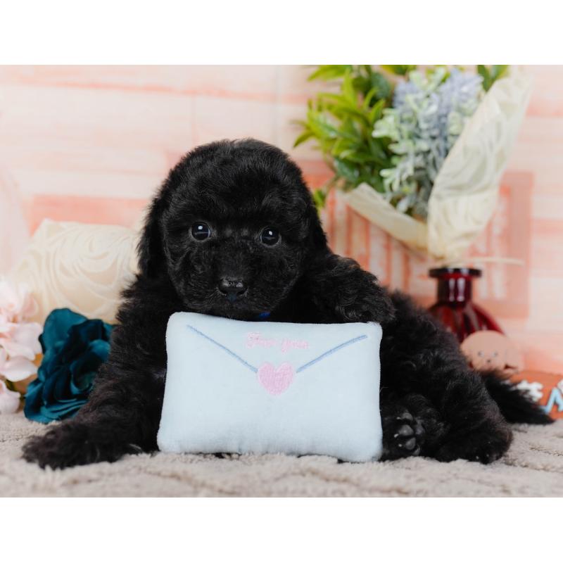 販売中の神奈川県のトイプードル-436315の9枚目