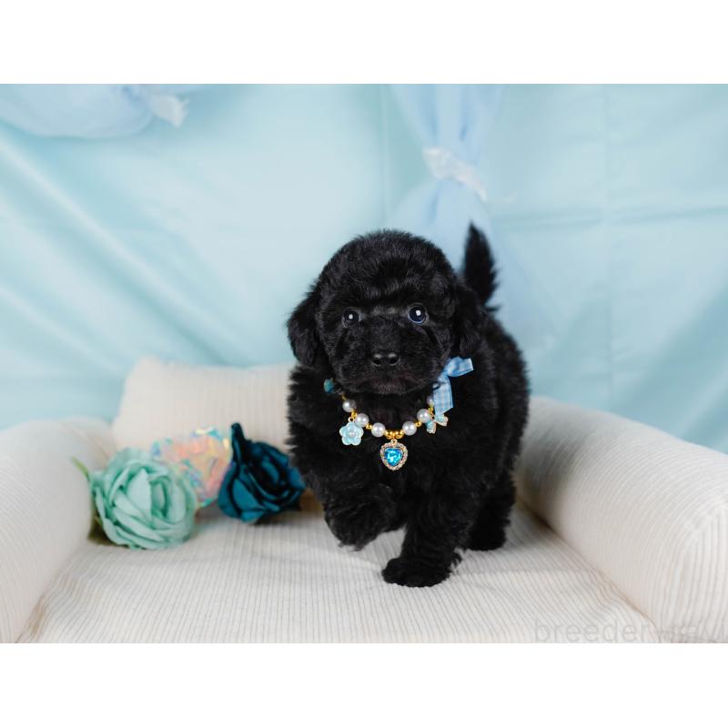 販売中の神奈川県のトイプードル-436315の8枚目