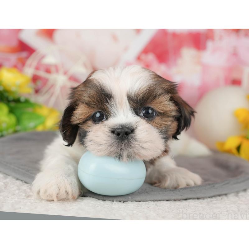 販売中の千葉県のシーズー-436301の1枚目