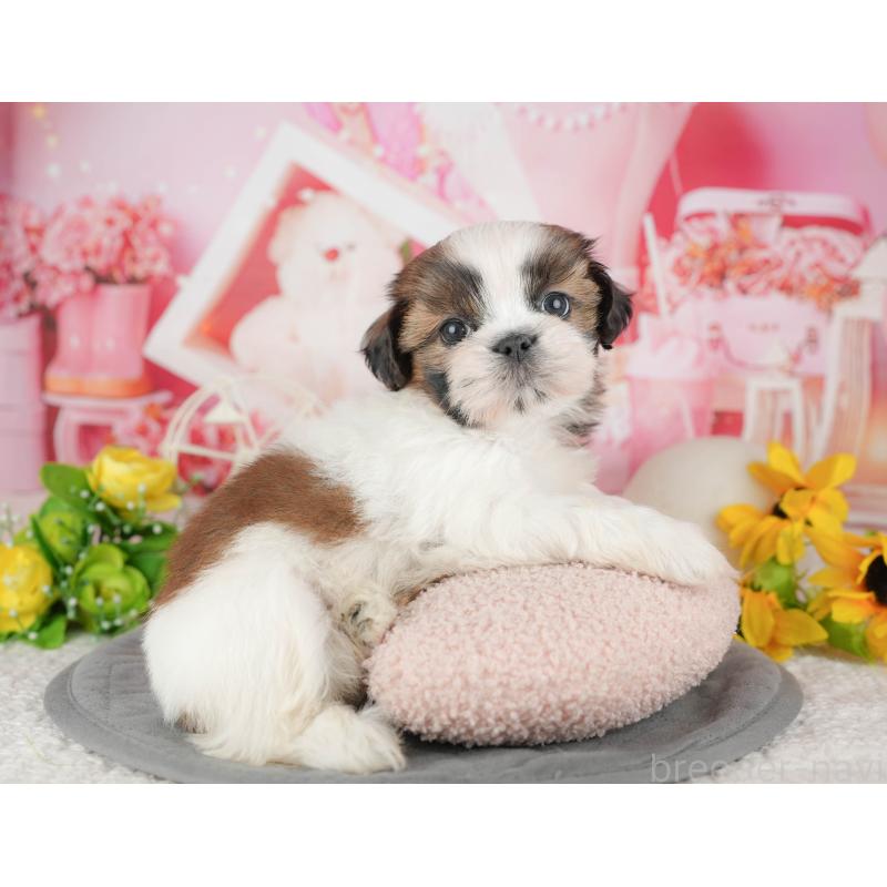 販売中の千葉県のシーズー-436301の10枚目