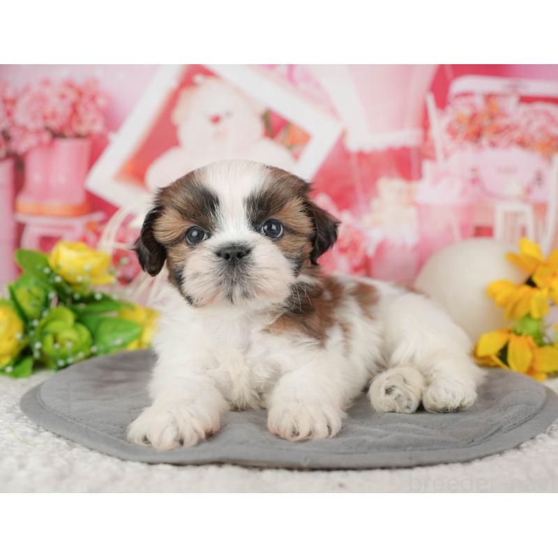 販売中の千葉県のシーズー-436301の7枚目