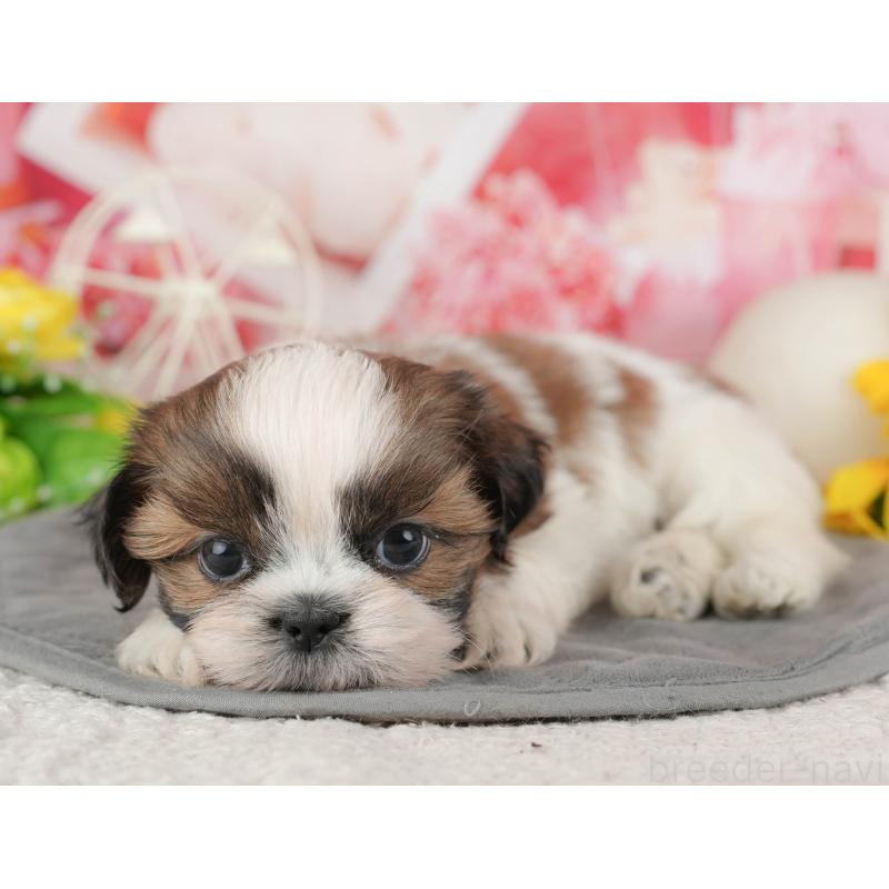 販売中の千葉県のシーズー-436301の6枚目