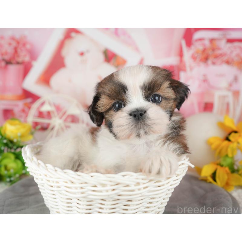 販売中の千葉県のシーズー-436301の5枚目