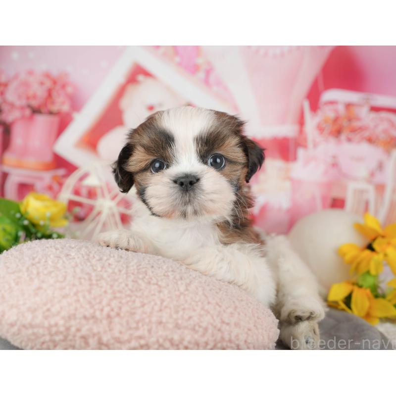 販売中の千葉県のシーズー-436301の4枚目