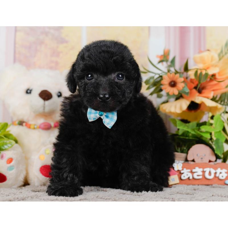 販売中の神奈川県のトイプードル-436318の15枚目