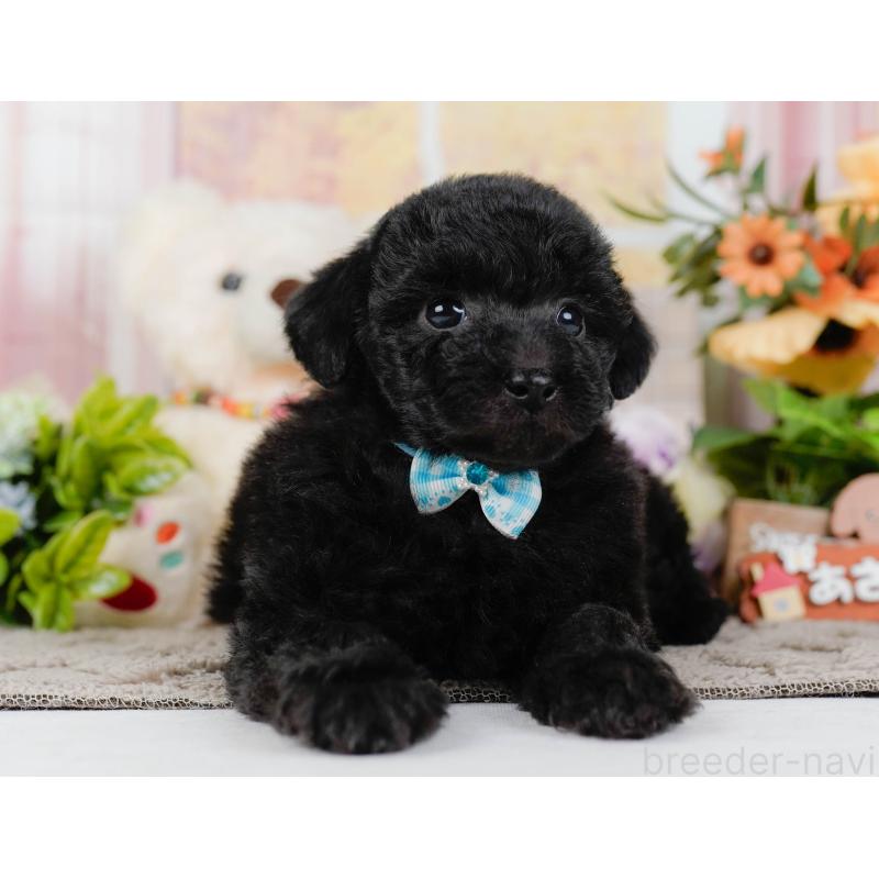 販売中の神奈川県のトイプードル-436318の14枚目