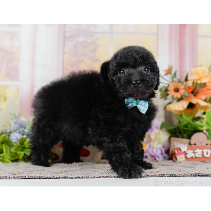 販売中の神奈川県のトイプードル-436318の13枚目