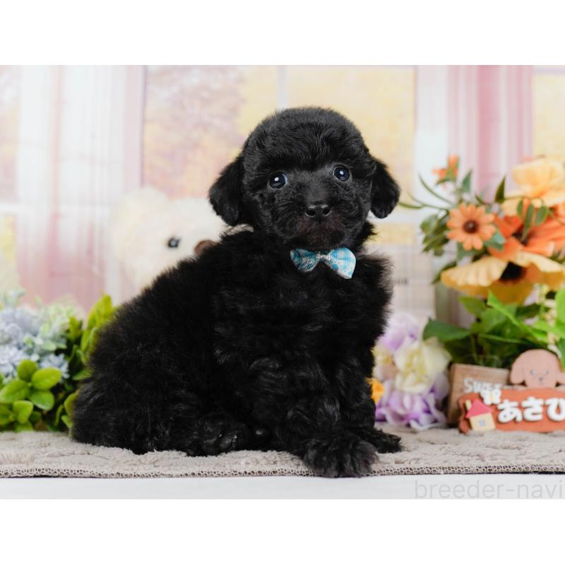 販売中の神奈川県のトイプードル-436318の12枚目